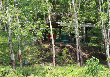 Eine Latexplantage erinnert an eher an eine Wald als an eine Plantage