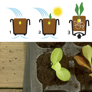 FAIR ZONE Natural Rubber Seedling Pot Tray - Medium - Bloomling